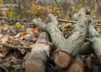 За знищення 80-річних дубів у заказнику на Житомирщині стягнули майже 2 млн грн екозбитків | Журнал Житомира