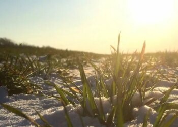 В Україні озимі прокинулись раніше терміну – ЭКОНОМИКА