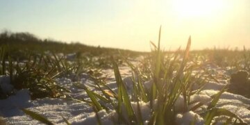 В Україні озимі прокинулись раніше терміну – ЭКОНОМИКА