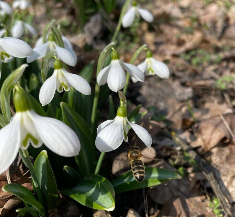 першоцвіти, підсніжники