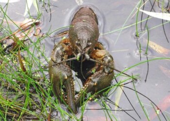 Стало відомо, коли в Україні дозволять ловити раків – ЭКОНОМИКА