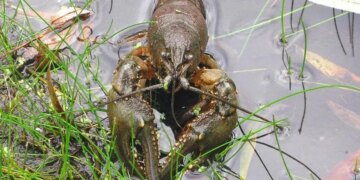 Стало відомо, коли в Україні дозволять ловити раків – ЭКОНОМИКА