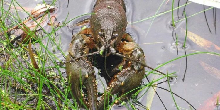 Стало відомо, коли в Україні дозволять ловити раків – ЭКОНОМИКА