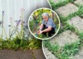 Бур’яни зникнуть за день: як приготувати простий домашній розчин без хімії – ЭКОНОМИКА