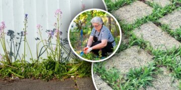 Бур’яни зникнуть за день: як приготувати простий домашній розчин без хімії – ЭКОНОМИКА