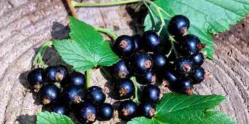 Експорт замороженої смородини зменшився уп’ятеро – ЭКОНОМИКА