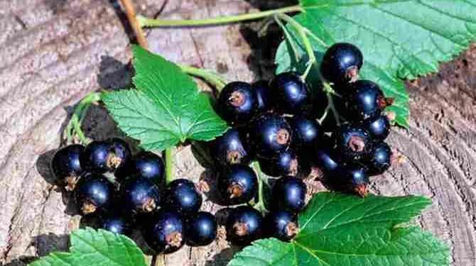 Експорт замороженої смородини зменшився уп’ятеро – ЭКОНОМИКА