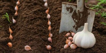 Стало відомо, що не можна садити після часнику – ЭКОНОМИКА