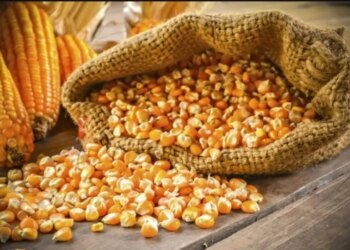 Озвучено оновлені ціни на фуражну кукурудзу – ЭКОНОМИКА