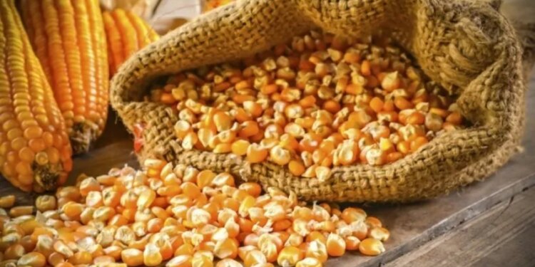 Озвучено оновлені ціни на фуражну кукурудзу – ЭКОНОМИКА