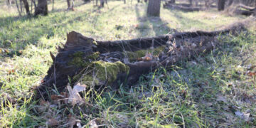Березень у Запоріжжі – рекорди, мороз і перші грози | Новости Запорожья