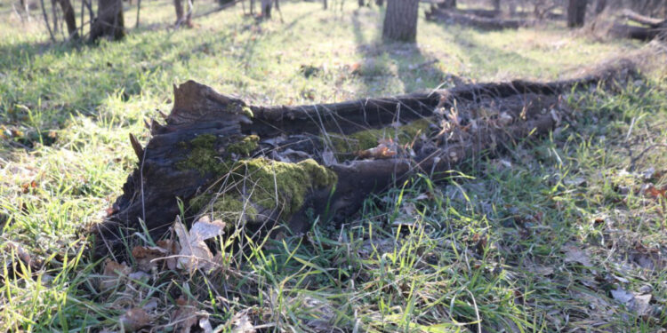 Березень у Запоріжжі – рекорди, мороз і перші грози | Новости Запорожья