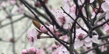 Без істотних опадів: якою буде погода на Прикарпатті п’ятого березня