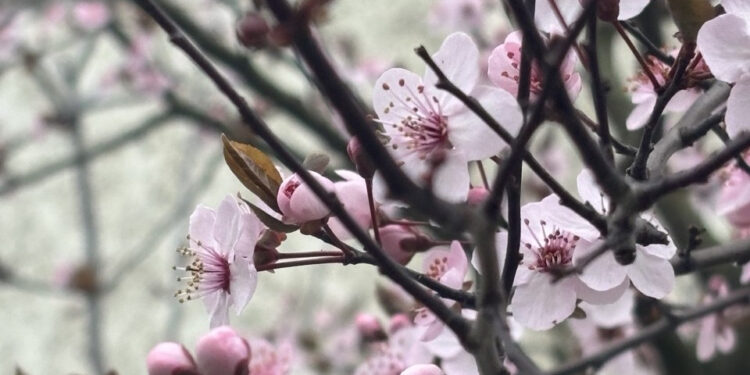 Без істотних опадів: якою буде погода на Прикарпатті п’ятого березня