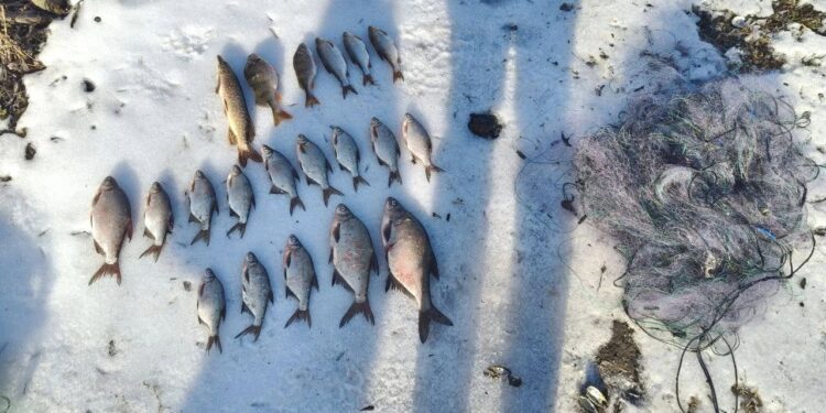 Браконьєрські сітки виявили на Полтавщині. Які збитки? – ПОЛТАВА СЬОГОДНІ