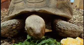 Черкащан запрошують у зоопарк на показову годівлю черепах — Новини Черкащіни