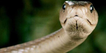 Головне знати єк бити гадину — у потилицу і ззаду