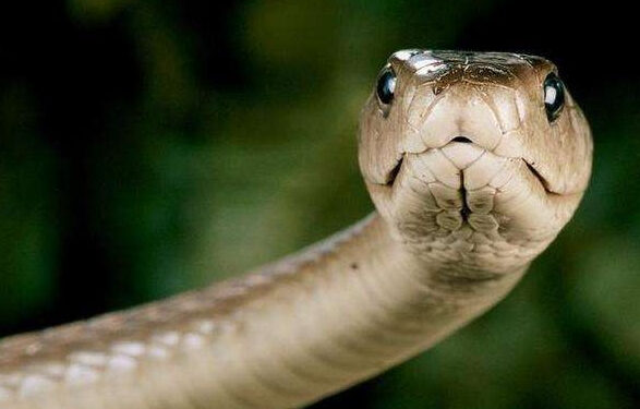 Головне знати єк бити гадину — у потилицу і ззаду