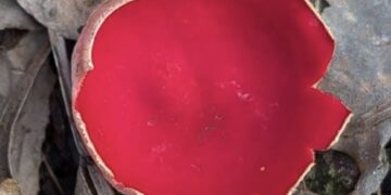 Яскравий провісник весни з’явився у Холодному Яру