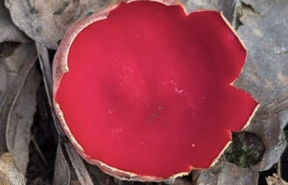 Яскравий провісник весни з’явився у Холодному Яру