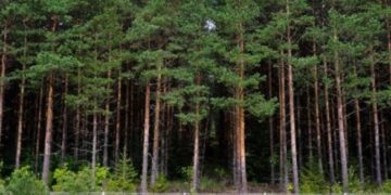 На Черкащині через суд повертають державі лісові землі