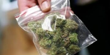 На Черкащині судитимуть групу за вирощування та збут понад 56 кг канабісу