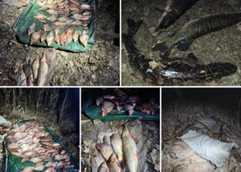 На Черкащині викрили браконьєрів: збитки перевищили 450 тисяч гривень
