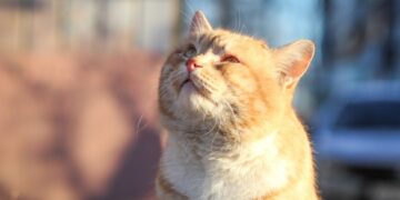 На Черкащину йде весняне тепло: синоптики повідомили прогноз на найближчі дні