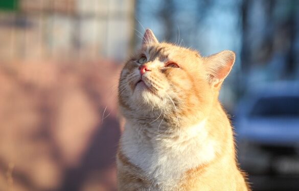 На Черкащину йде весняне тепло: синоптики повідомили прогноз на найближчі дні