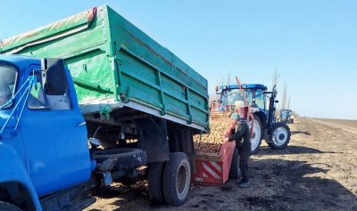 На Миколаївщині розпочали посадку ранньої картоплі під агроволокном » Миколаївський Оглядач