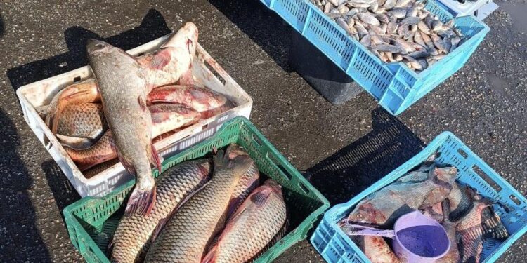 На Полтавщині вилучили зі стихійних ринків понад 100 кг риби