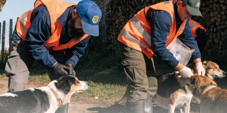 На Прикарпатті триває безкоштовна вакцинація домашніх тварин проти сказу