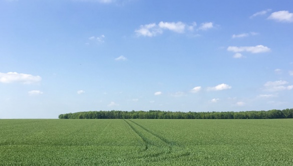На Уманщині через суд повернули громаді незаконно приватизовану землю