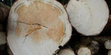 Незаконні рубки на Івано-Франківщині: хто стоїть за знищенням лісів