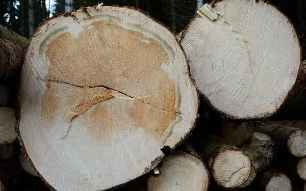 Незаконні рубки на Івано-Франківщині: хто стоїть за знищенням лісів