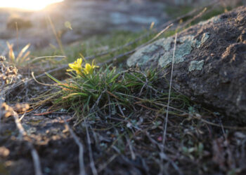 Погода в Запоріжжі 14, 15 березня – прогноз від синоптикині Тетяни Сорокіної | Новости Запорожья