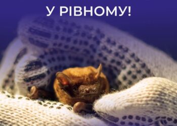 Рівнян запрошують на випуск кажанів