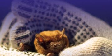 Рівнян запрошують на випуск кажанів