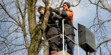 Спилювання дерев в аварійному стані триває у Полтаві – ПОЛТАВА СЬОГОДНІ