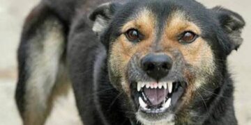 У Монастирищі запровадили карантин сказ у собаки