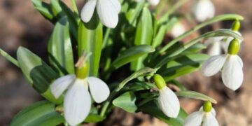 Зацвіли підсніжники: у Холодному Яру відкрили локацію для відвідування