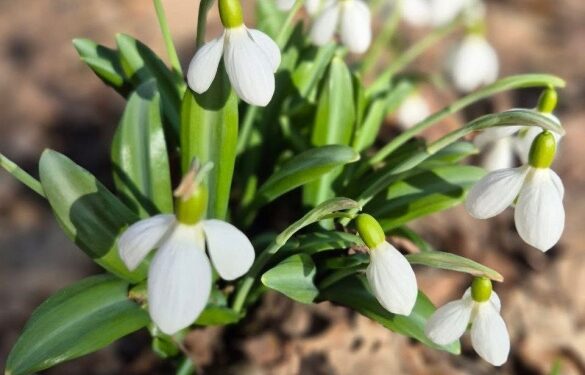 Зацвіли підсніжники: у Холодному Яру відкрили локацію для відвідування