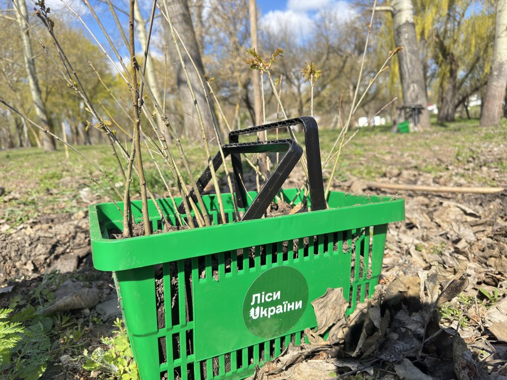 ліси