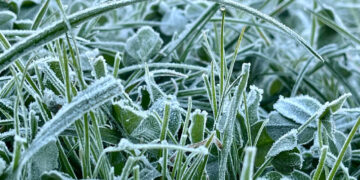 До п’яти градусів нижче нуля: прикарпатців попереджають про сильні заморозки