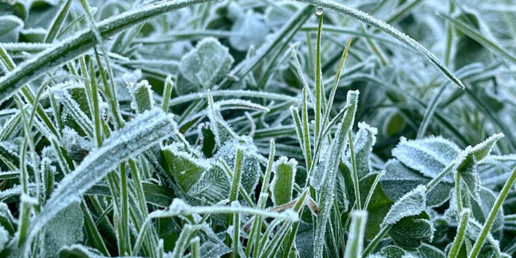 До п’яти градусів нижче нуля: прикарпатців попереджають про сильні заморозки