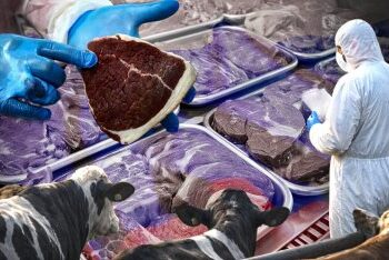 Ящур на експорт: Росія знищує худобу й водночас продає заражене м’ясо по всьому світу » Миколаївський Оглядач