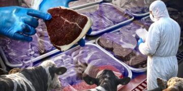 Ящур на експорт: Росія знищує худобу й водночас продає заражене м’ясо по всьому світу » Миколаївський Оглядач