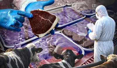 Ящур на експорт: Росія знищує худобу й водночас продає заражене м’ясо по всьому світу » Миколаївський Оглядач