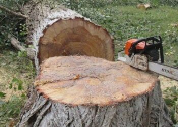 На Черкащині майстер лісу відбуватиме 4 роки за ґратами через смерть працівника