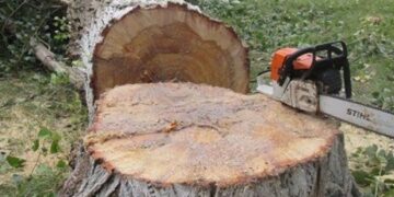 На Черкащині майстер лісу відбуватиме 4 роки за ґратами через смерть працівника